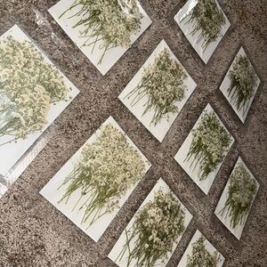 10 Packs of Dried Baby’s Breath